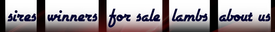 Sires - Winners - For Sale - Lambs - About Us