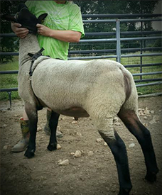 Wright's Rocky Acres